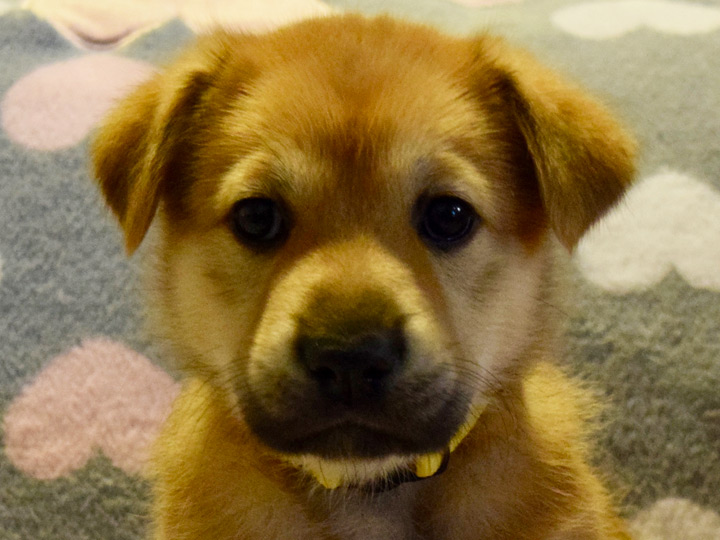 chinook puppy